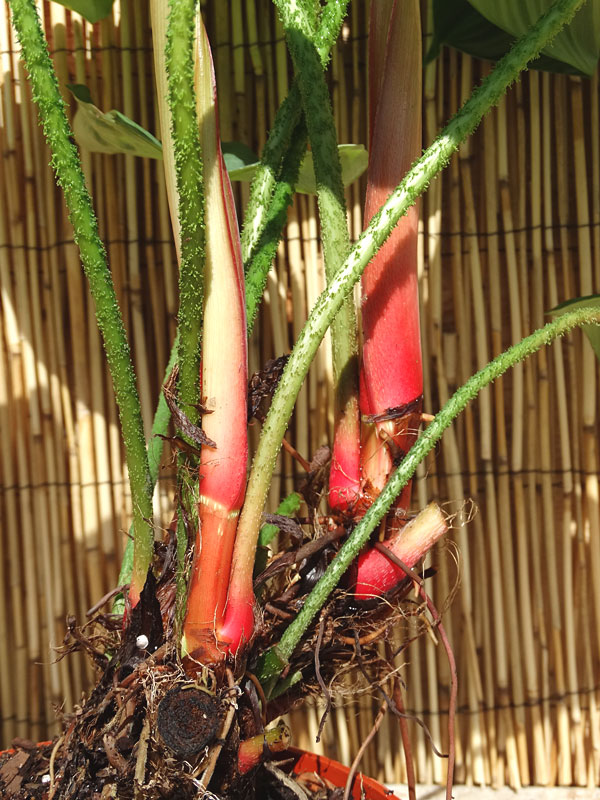 Lg. Philodendron Verrucosum Ecuador Plant - Image 6
