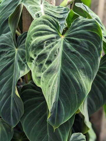 Alternative view of Philodendron Verrucosum x Melanochrysum Plant