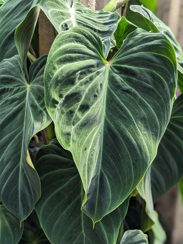 Philodendron Verrucosum x Melanochrysum Plant - Image 2
