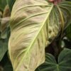 Philodendron Verrucosum x Melanochrysum Plant