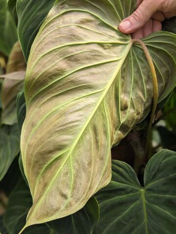Philodendron Verrucosum x Melanochrysum Plant