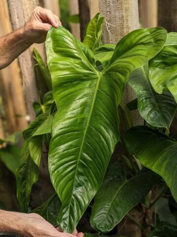 Philodendron Ventricosa Plant