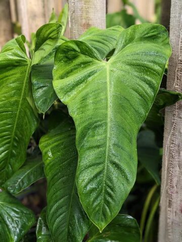 Alternative view of Philodendron Ventricosa Plant