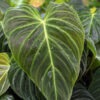 Philodendron Verrucosum Plant