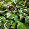 Philodendron White Knight Plant
