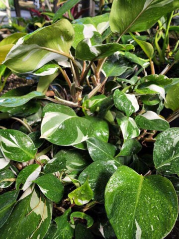 Philodendron White Knight Plant