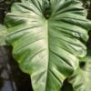 Lg. Philodendron Subincisum / Wilsonii Plant