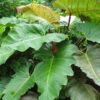 Lg. Philodendron Weeks Red Hue Plant