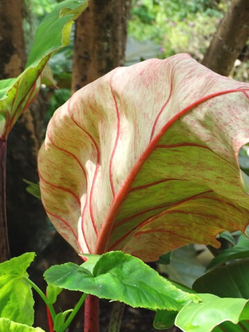 Alternative view of Lg. Philodendron Weeks Red Hue Plant