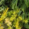 Lg. Philodendron Xanadu Gold Plant