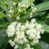 Lg. True Allspice Tree (pimenta dioica)