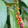 Real Black Pepper Plant