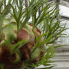 Florida Staghorn Fern Plant