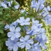 California Blues Plumbago Plant (plumbago auriculata)