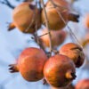Lg. Grenada Pomegranate Tree (punica granatum)