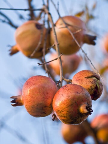 Lg. Grenada Pomegranate Tree (punica granatum)