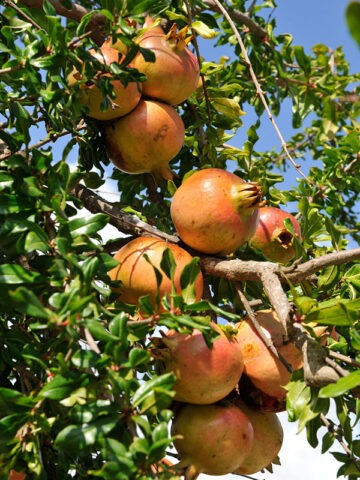 Alternative view of Lg. Hawaiian Beauty Pomegranate Tree (punica granatum)