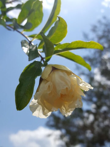 Lg. Hawaiian Beauty Pomegranate Tree (punica granatum)