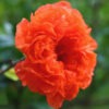 Lg. Rose Beauty Pomegranate Tree (punica granatum)