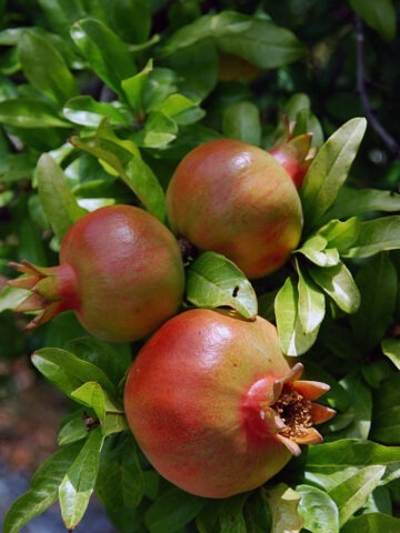 Lg. Sweet Salavatski High Yield Pomegranate Tree (punica granatum)