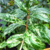 Lg. Variegated Leaf Pomegranate Tree (punica granatum v)