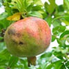 Lg. Super White Pomegranate Tree (punica granatum)