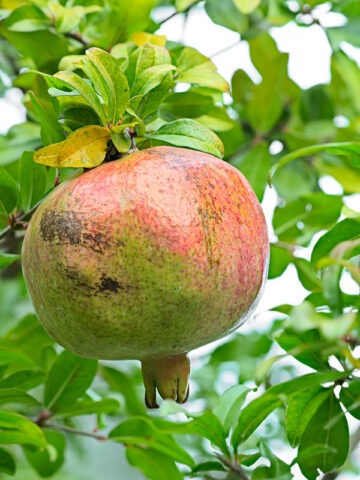 Lg. Super White Pomegranate Tree (punica granatum)