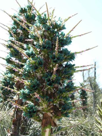 Lg. Sapphire Tower Super Teal Plant (bromeliad puya alpestris)