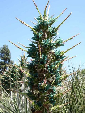 Sapphire Tower Super Teal Plant (bromeliad puya alpestris)