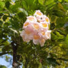Lg. Dwarf Jasmine Tree Peep Thong (radermachera kunming)