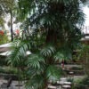 Lg. Mature Rhaphidophora Decursiva Plant