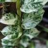 Rhaphidophora Hongkongensis Mint Variegated Shingle Plant
