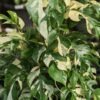 Rhaphidophora Tetrasperma Albo Variegata Plant