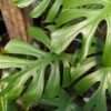 Rhaphidophora Tetrasperma cv Flame Plant