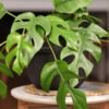Rhaphidophora Tetrasperma Mini Monstera Plant