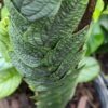 Lg. Rhaphidophora Tenuis Silver Plant