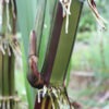 Lg. Very Limited Akoki Striped Hawaiian Sugarcane Plant