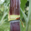Lg. High Yield Sweet Louisiana Commercial Sugarcane Plant