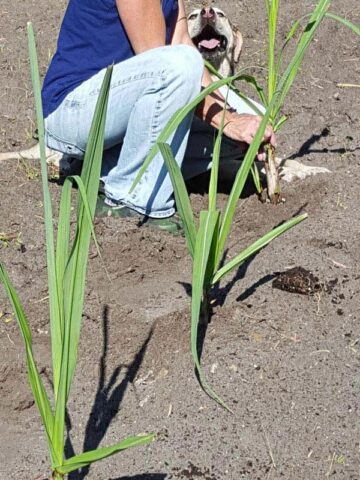 Lg. Black Cherry Sugarcane Plant (saccharum officinarum) - Image 7