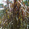 Lg. Hawaiian Goddess Peles Smoke Sugarcane Plant