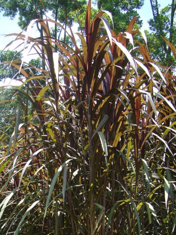 Lg. Hawaiian Goddess Peles Smoke Sugarcane Plant
