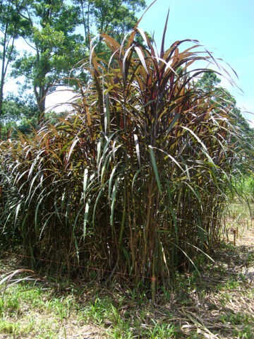 Alternative view of Lg. Hawaiian Goddess Peles Smoke Sugarcane Plant