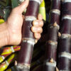 Lg. Top Seller Redlands Blackstrap Sugarcane Plant
