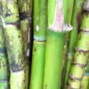 Lg. High Yield Sweet Florida Green Sugarcane Plant