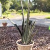 Lg. Gorgeous Kiboko African Super Clone, Largest Known Snake Plant (sansevieria)