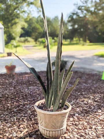 XL Gorgeous Kiboko African Super Clone, Largest Known Snake Plant (sansevieria)