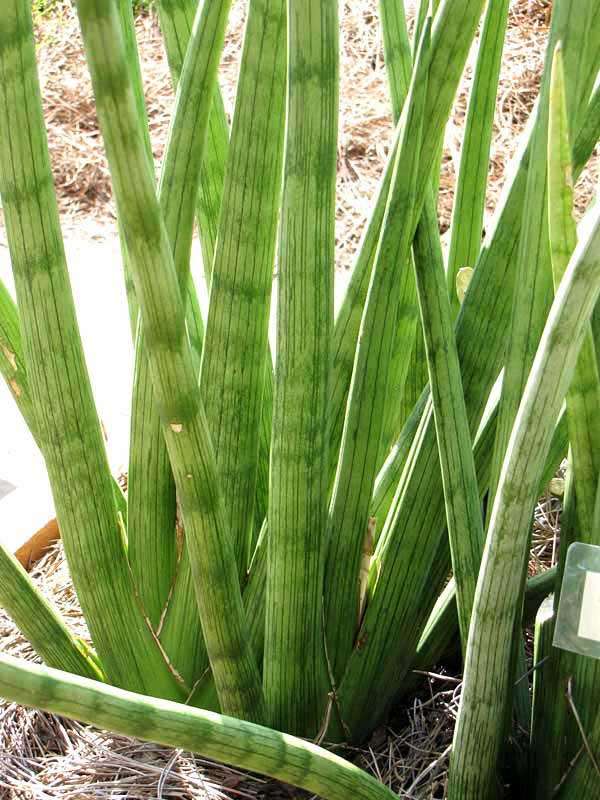 Lg. Captivating Cylindrica Snake Plant (sansevieria) - Image 7