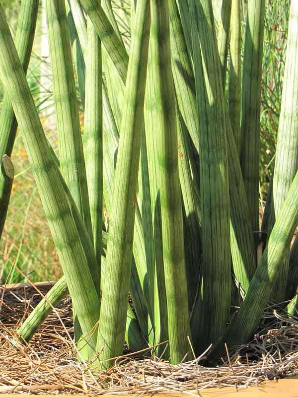 Lg. Captivating Cylindrica Snake Plant (sansevieria) - Image 6