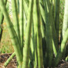 XL Captivating Cylindrica Snake Plant (sansevieria)