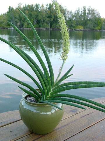Lg. Popular Fan-Like Kenya Beauty Snake Plant (sansevieria)